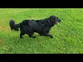 Black Golden Retriever - Pepper