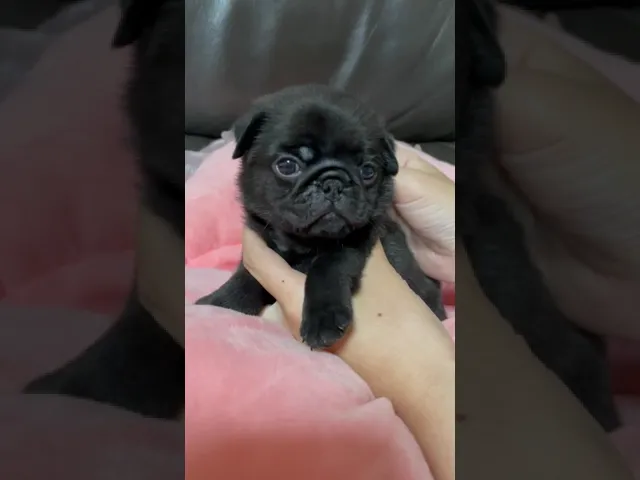 動画