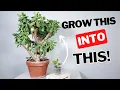 how to grow a LARGE jade plant