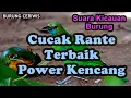 Lagu Suara Kicauan Burung Cucak Rante, Ranting Terbaik Gacor Suara Bening Power Kencang Tebal, Masteran