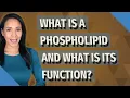 What is a phospholipid and what is its function