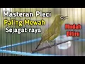 Masteran Pleci Mewah Tembakan Panjang, Materi Banyak, di sukai juri di gantangan