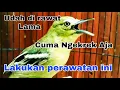 Download Lagu Cara nyeting burung sirtu yang ngekrek aja dan tidak mau berkicau.