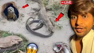 😳 Ye Kya Dekh Liya 🐍🥵 Real Dragon Lizard Ne Snake Ko Kha Liya?