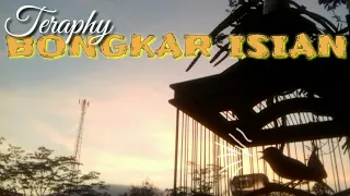 Download Ngembun pleci pagi buang ngalas bongkar buka paruh MP3