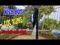 Download Lagu Choè than hót đấu giọng rừng CỰC SUNG Chòe Than Hót Giọng Rừng Kích Trống Căng Lửa hót | choe than