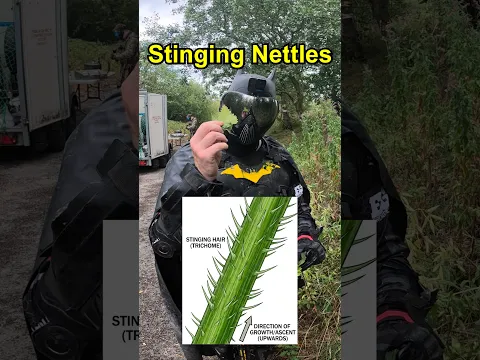 Stinging Nettles DON'T Sting?🌿