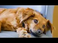 can dogs eat shrimp
