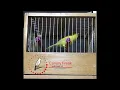 Download Lagu waterslager canary singing