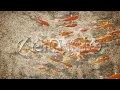 hive Gold Fish Logo free after effects templates after effects intro template ShareAE