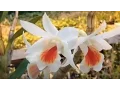 Download Lagu Dendrobiums and Paphiopedilums in Schwerter Orchideenzucht