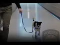 Surprise Police Department caring for abandoned dog
