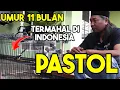 Download Lagu Murai Pastol Termahal ‼️ Tolak 150 juta.. 😱😱😱