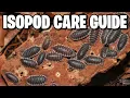 Isopod Care and Breeding Guide