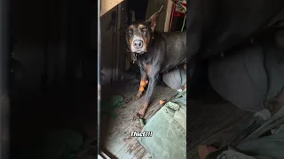 #pets #life #crime #doberman #fyp #dream #vlog