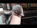 Download Lagu suara otter atau suara berang-berang..