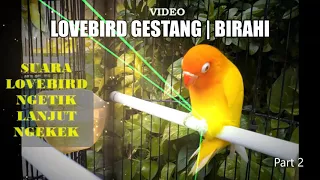 Download Suara Lovebird Ngetik Lanjut Ngekek | Video Lovebird Gestang MP3