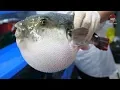 Korean street food - Puffer fish blowfish eat carrot toxic cleaning