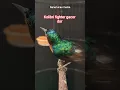 Download Lagu Kolibri fighter gacor dor bosku #shorts #kolibri #kolibrigacorfullisian #videoviral
