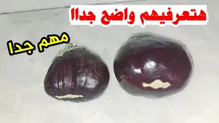 إزاي تعرفوا البتنجان الحلو تتجنبوا البتنجان المبذر المر