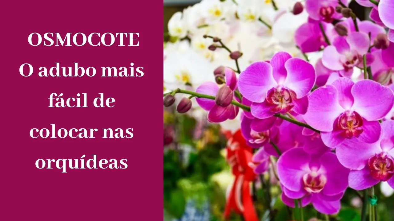 OSMOCOTE O ADUBO PARA ORQUÍDEAS MAIS FÁCIL DE USAR!