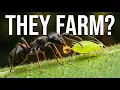 If You See Ants Climbing Your Plants Look Closer