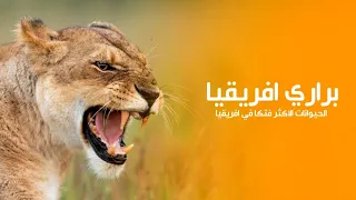 براري افريقيا أرض أخطر وأكثر الحيوانات فتكا وعدوانية في افريقيا كويست عربية Quest Arabiya 