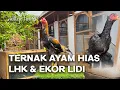 Lagu VLOG BETERNAK AYAM HIAS EKOR LIDI | SIAM LHK | SISIK BUAYA