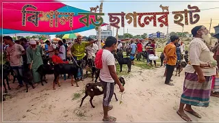 আলাউদ্দিন নগর বিশাল বড় ছাগলের হাট সরাসরি 🔴||
