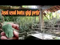 Lagu Ini sejatinya asal usul Batu gigi petir (versi penelusuran master golden)