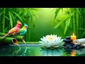 Download Lagu Rustgevende muziek voor de zenuwen 🌿 Helende muziek voor het hart, de bloedvaten en ontspanning