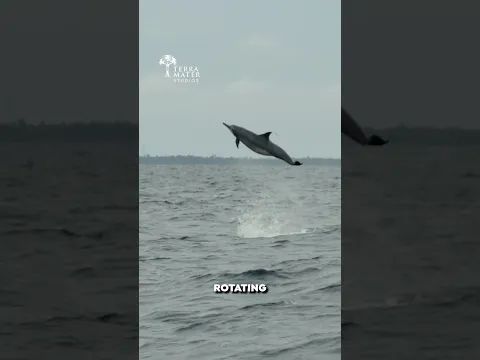 Have you ever seen a spinner dolphin? π¬