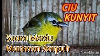 Download Suara Burung Ciu Kunyit # Sirtu gunung MP3