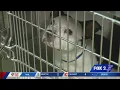 St Louis County holding second free pet adoption event