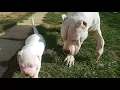Dogo Argentino playing