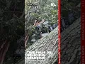 A tree falls on a vehicle in Cranston