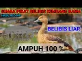 Download Lagu Suara Pikat BELIBIS terbaik paling mujarab di 2023 ll Pikat full MP3 durasi panjang