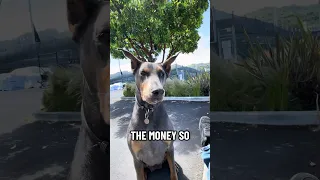 #dream #fyp #pets #doberman #fypシ