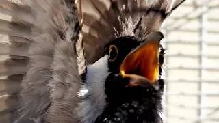 تغريد أنثى بلبل اليفه لتحفيز الذكور أليفه على التزاوج    دندنها