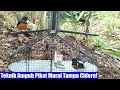 Download Lagu Teknik Ampuh Pikat Murai Tampa Cidera!