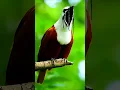 Download Lagu 4 suara burung aneh
