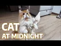 Download Lagu Apa yang Dilakukan Kucing Saat Tengah Malam?