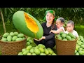 Download Lagu Harvesting 2500+ super sour green mangoes to sell at the market, cooking for my children