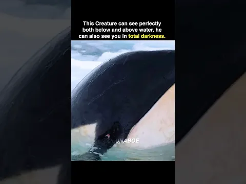 The Apex Predator of the Ocean.. #funfacts #shorts
