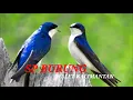 SUARA WALET PANGGIL | SP DUO SERIGALA | INFO WALET OFFICIAL