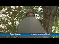 Spectrum Medieval Commercial with Tony Baker Tahir Moore