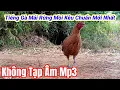 Download Lagu Tiếng Gà Mái Rừng Mồi Kêu Trống Cực Chuẩn Mới Nhất | Hoàng Thắng