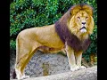Download Lagu Lion Sound Effects 🦁 🔊