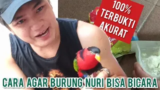 Download Cara agar burung nuri bisa bicara MP3