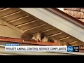Customer says he was scammed by owner of private animal control company paid hundreds for job th